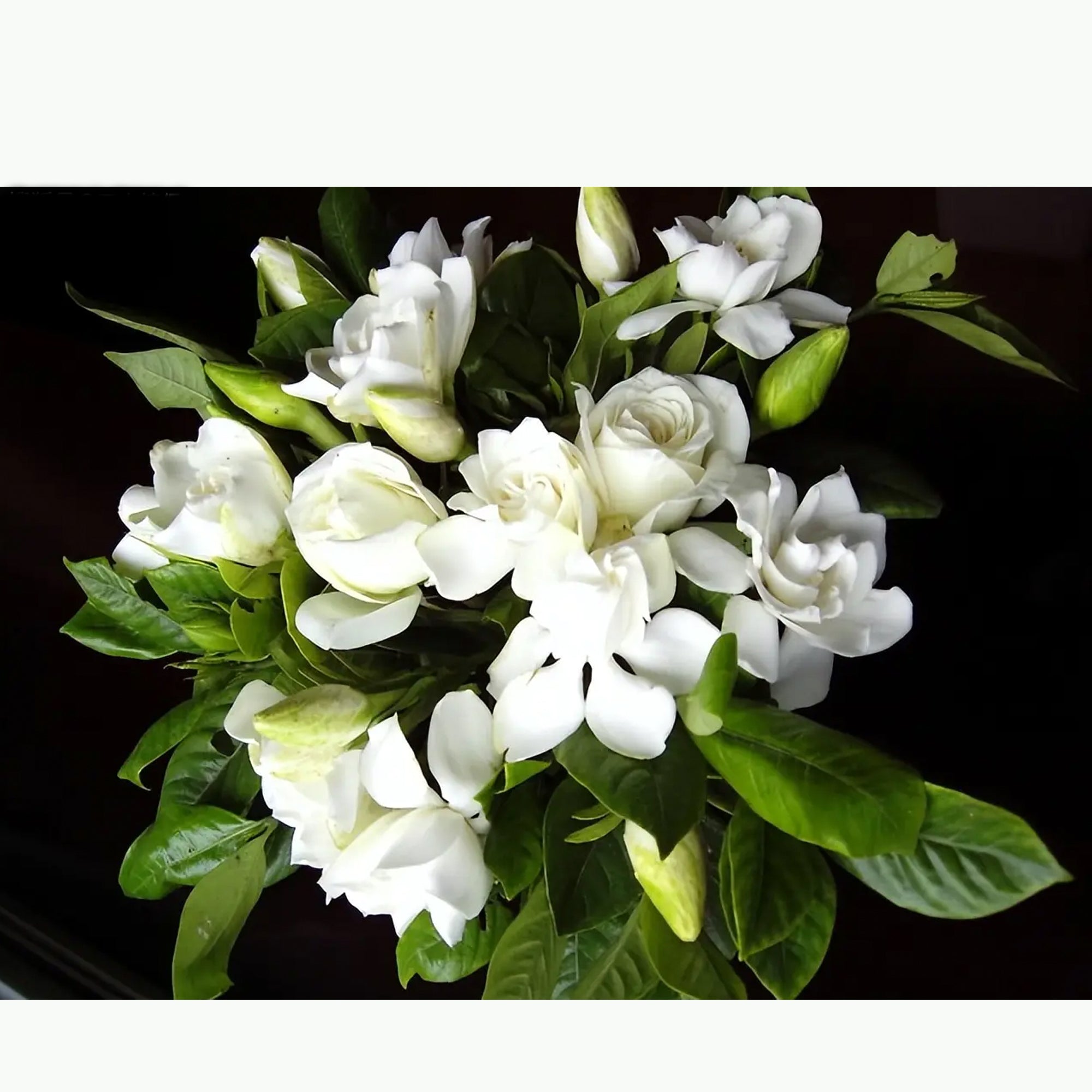 Special Tasting: Flowers Scented Teas, Friday 15th Aug. at 3PM - 5PM