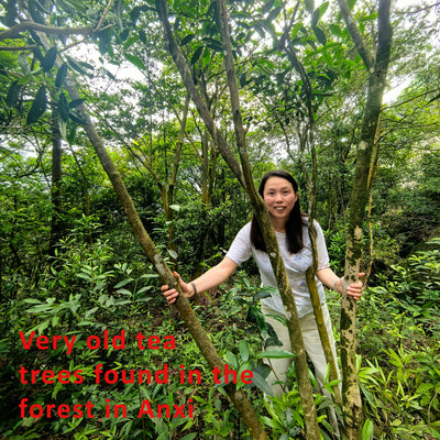 Tasting: Minnan Oolong Teas - Friday 30th Oct 2026 at 3PM