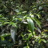 SHENG (RAW) PUER TEA - 2025 Ba Ma Zheng Shan