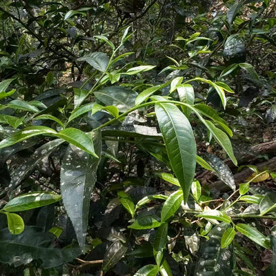 SHENG (RAW) PUER TEA - 2025 Ba Ma Zheng Shan