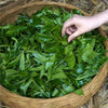 SHENG (RAW) PUER TEA - 2025 Ba Ma Zheng Shan