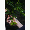 SHENG (RAW) PUER TEA - 2025 Ba Ma Zheng Shan
