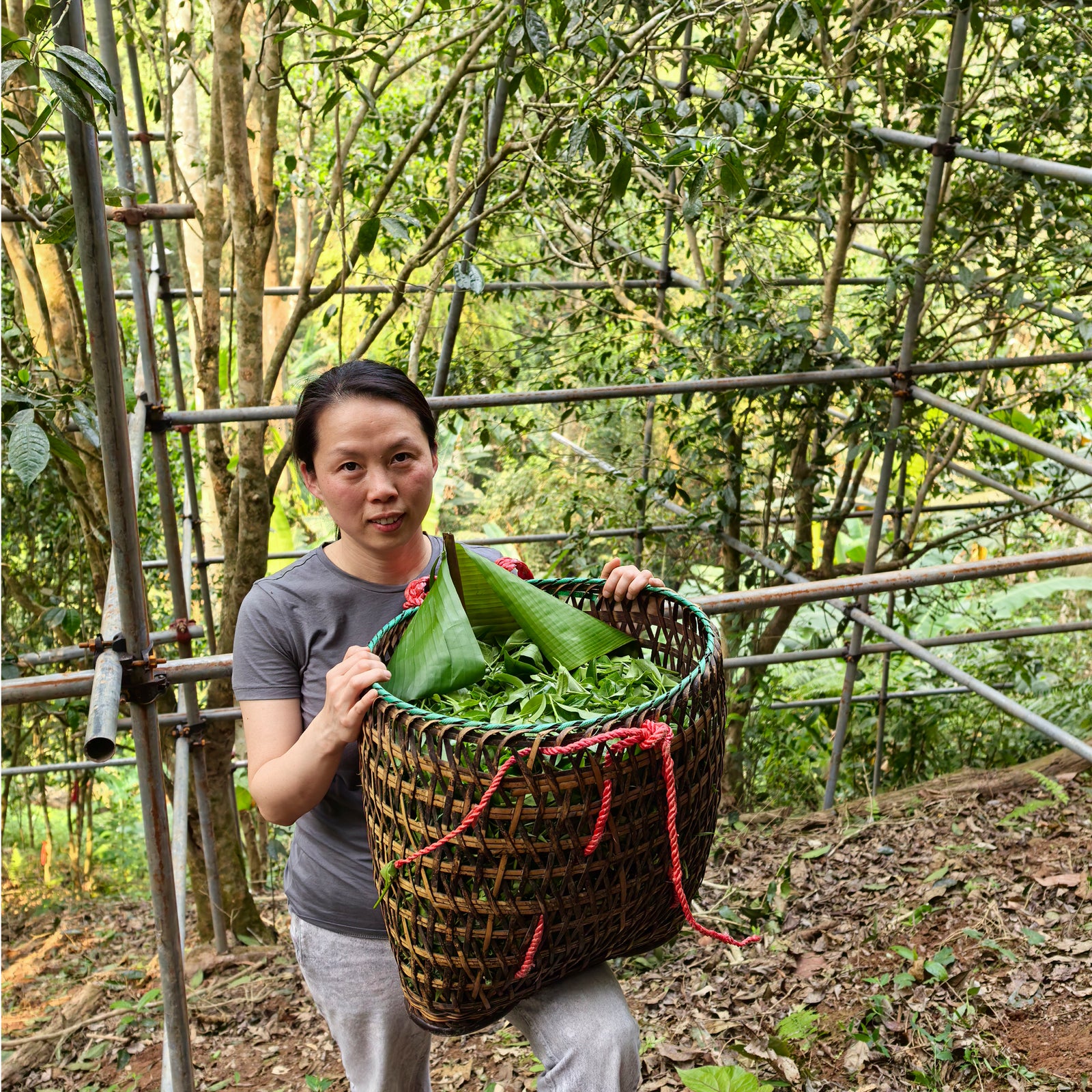 Exceptional Raw Puer Tea Tasting - Friday 4th July at 3pm