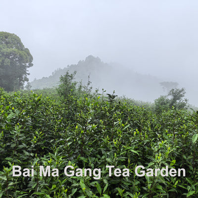 Old-Growth-Wild White Teas - Shou Mei (2025 Harvested)