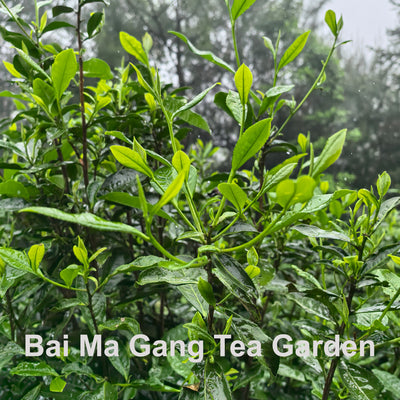 Old-Growth-Wild White Teas - Shou Mei (2025 Harvested)