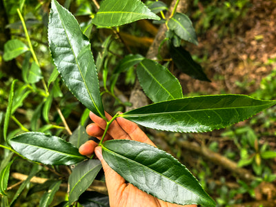 Tasting: Minnan Oolong Teas - Friday 30th Oct 2026 at 3PM