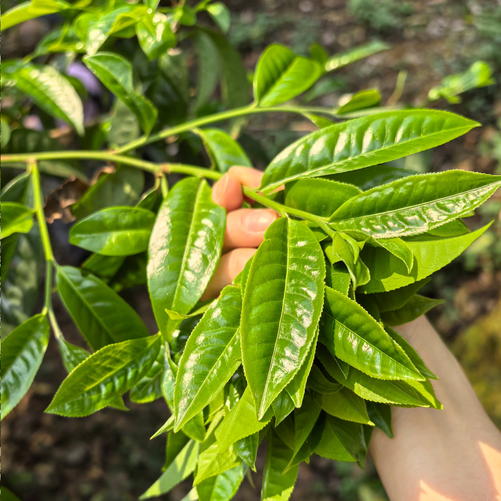 A Journey Through Trees: Raw Puer Tasting - Friday 11th July at 3pm