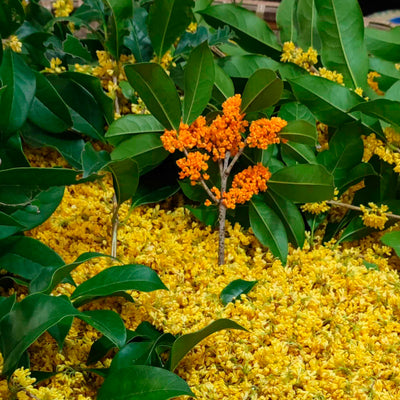 Osmanthus Shi Feng Long Jing