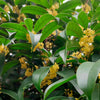 Osmanthus Red Plum Red Tea