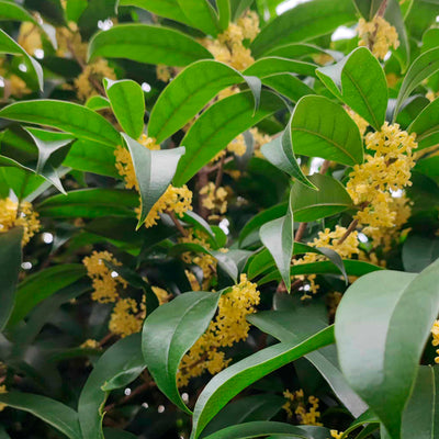 Osmanthus Shi Feng Long Jing