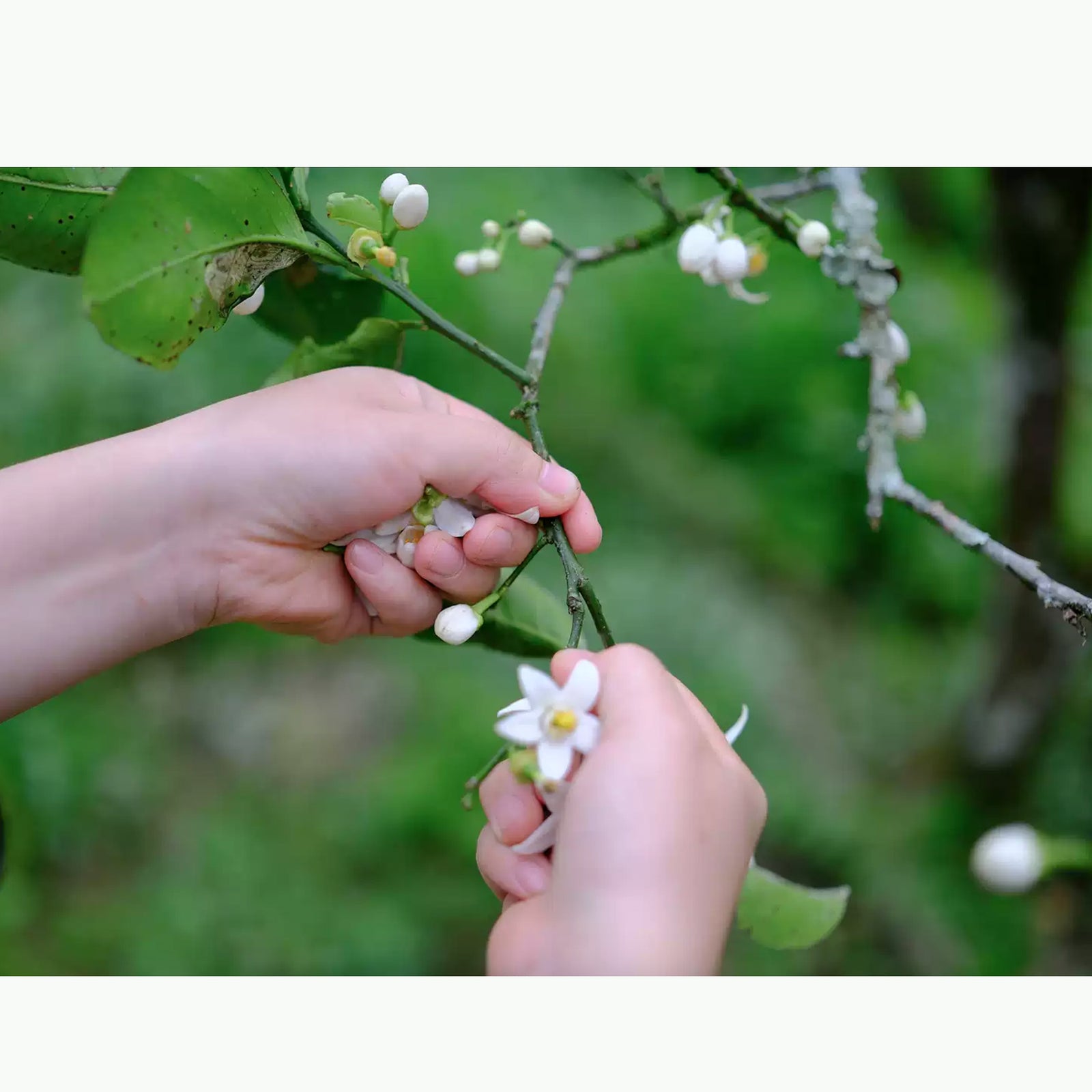 Special Tasting: Flowers Scented Teas, Friday 28th Nov. at 3PM - 5PM