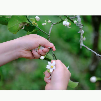 Special Tasting: Flowers Scented Teas, Friday 15th Aug. at 3PM - 5PM