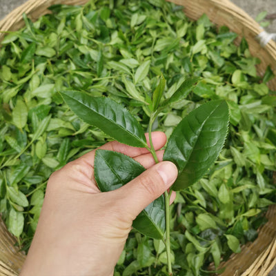 Wuyi Wild Red Tea - Qi Zhong  武夷野生奇种 (2025 Spring)