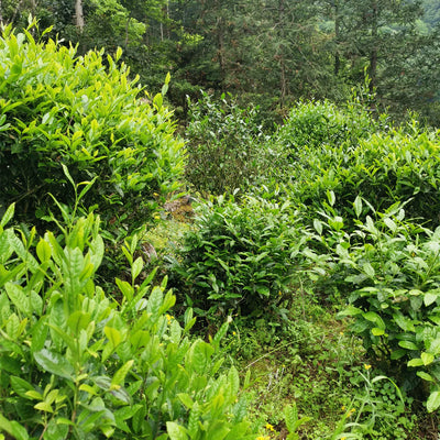 Wuyi Wild Red Tea - Qi Zhong  武夷野生奇种 (2025 Spring)