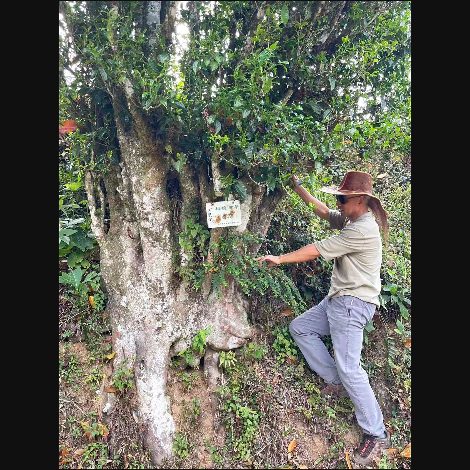 Special Tea Tasting: The True Essence of Yunnan High Mountain - Saturday 10th Jan at 3pm