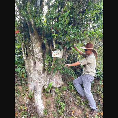 Special Tea Tasting: The True Essence of Yunnan High Mountain - Saturday 10th Jan at 3pm