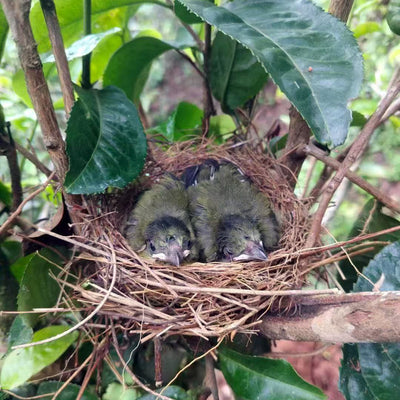 Special Tea Tasting: The True Essence of Yunnan High Mountain - Saturday 10th Jan at 3pm