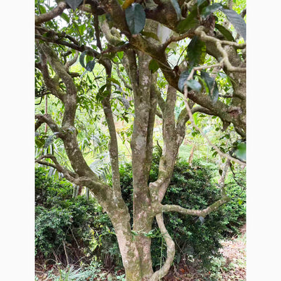 Special Tea Tasting: The True Essence of Yunnan High Mountain - Saturday 10th Jan at 3pm