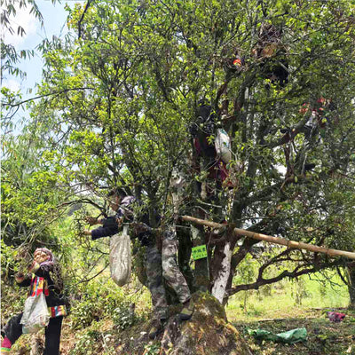 Special Tea Tasting: The True Essence of Yunnan High Mountain - Saturday 10th Jan at 3pm