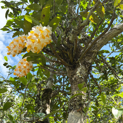 Special Tea Tasting: The True Essence of Yunnan High Mountain - Saturday 10th Jan at 3pm