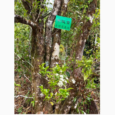 Special Tea Tasting: The True Essence of Yunnan High Mountain - Saturday 10th Jan at 3pm