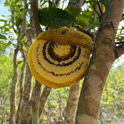 Special Tea Tasting: The True Essence of Yunnan High Mountain - Saturday 10th Jan at 3pm