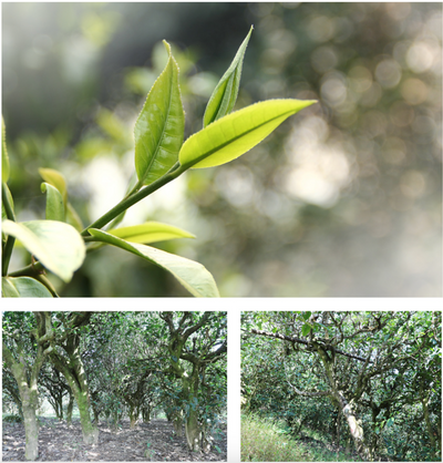 Special Tasting: "Lao Tong Zi" Puer Teas, Friday 8th Aug. at 3PM - 5PM