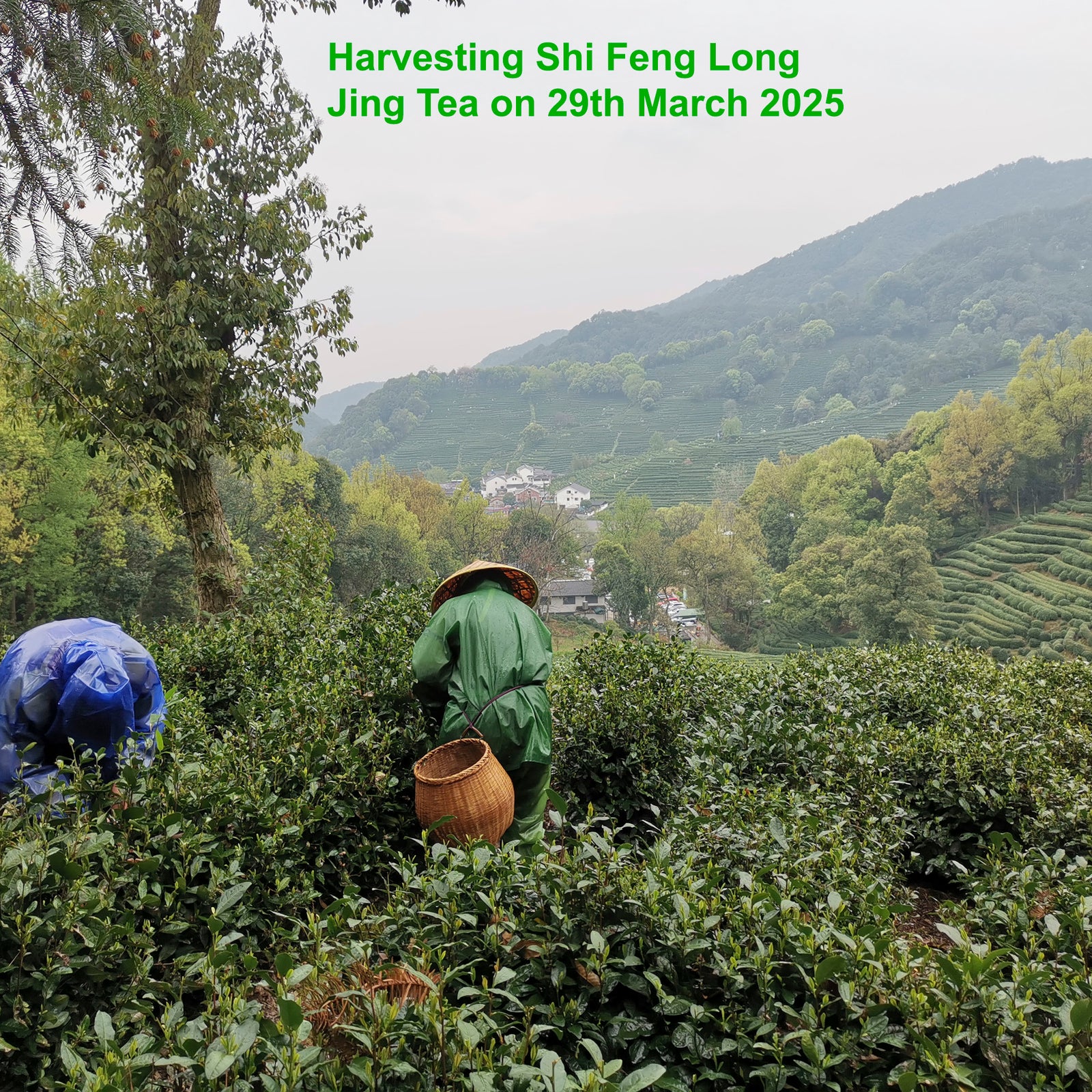 2025 Shi Feng Long Jing (Lion's Peak Dragon Well)