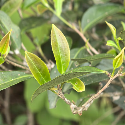 Hidden Essence Old-Growth Oolong Tea