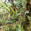 Hidden Essence Old-Growth Oolong Tea