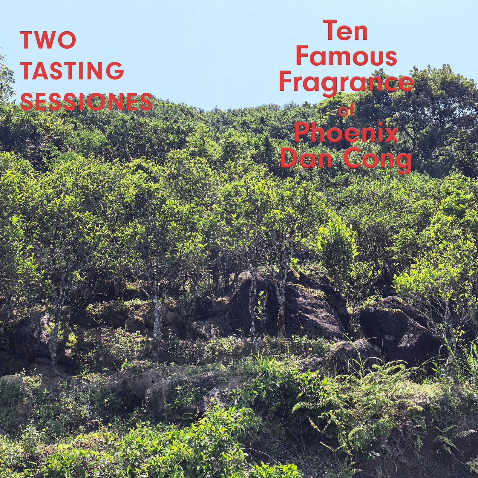 Two Tasting Sessions: Discovering the Ten Famous Fragrance of Phoenix Dan Cong