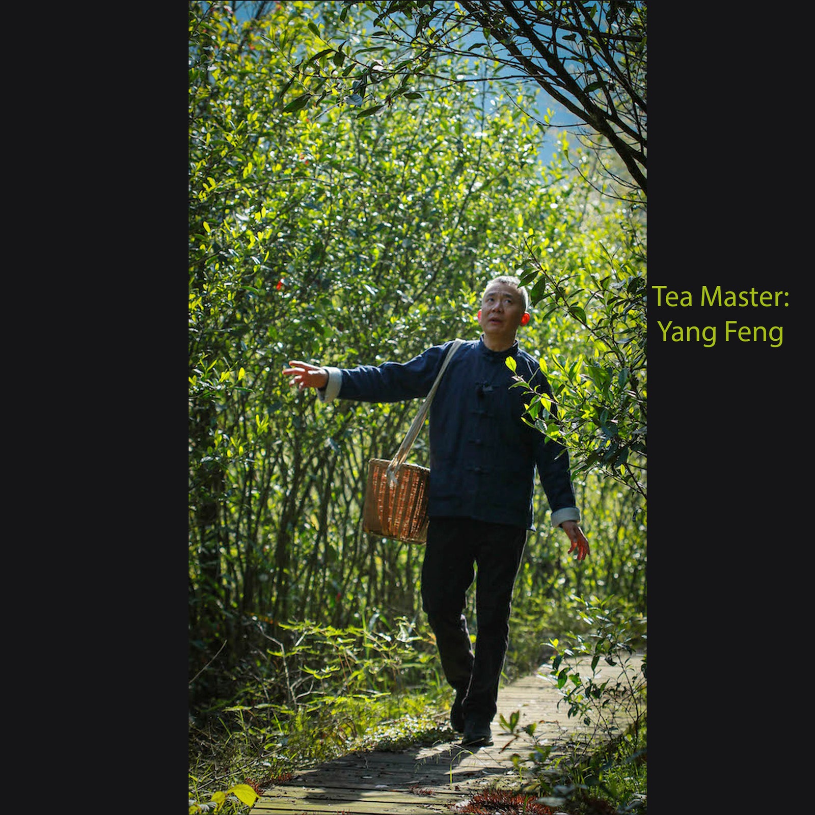 Special Tea Tasting: Master Yang's White Tea from Zhenghe