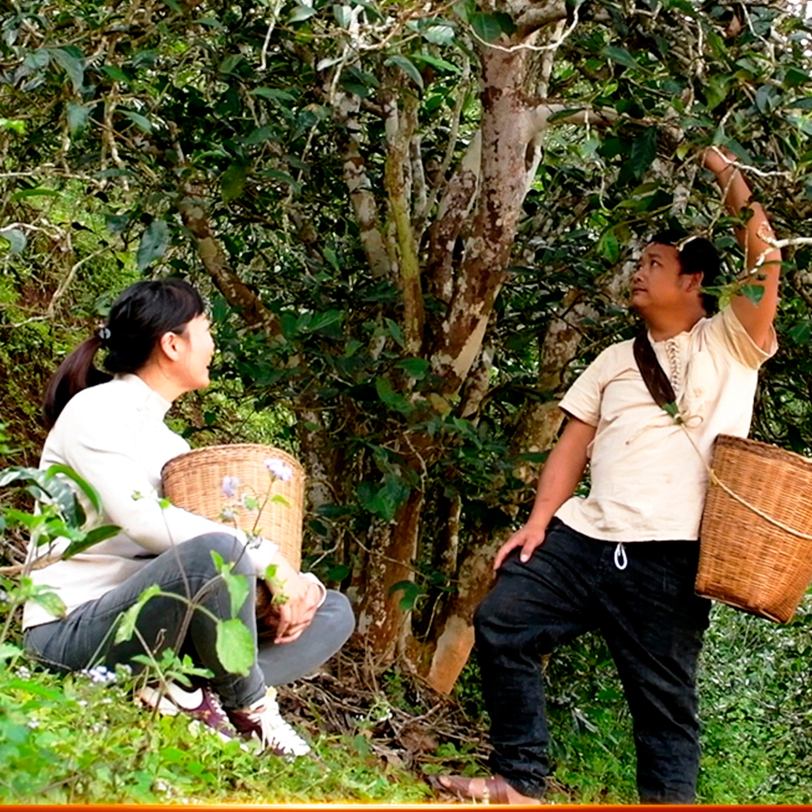 Single Tree Raw Puer Tea Tasting - Friday 19th July at 4pm