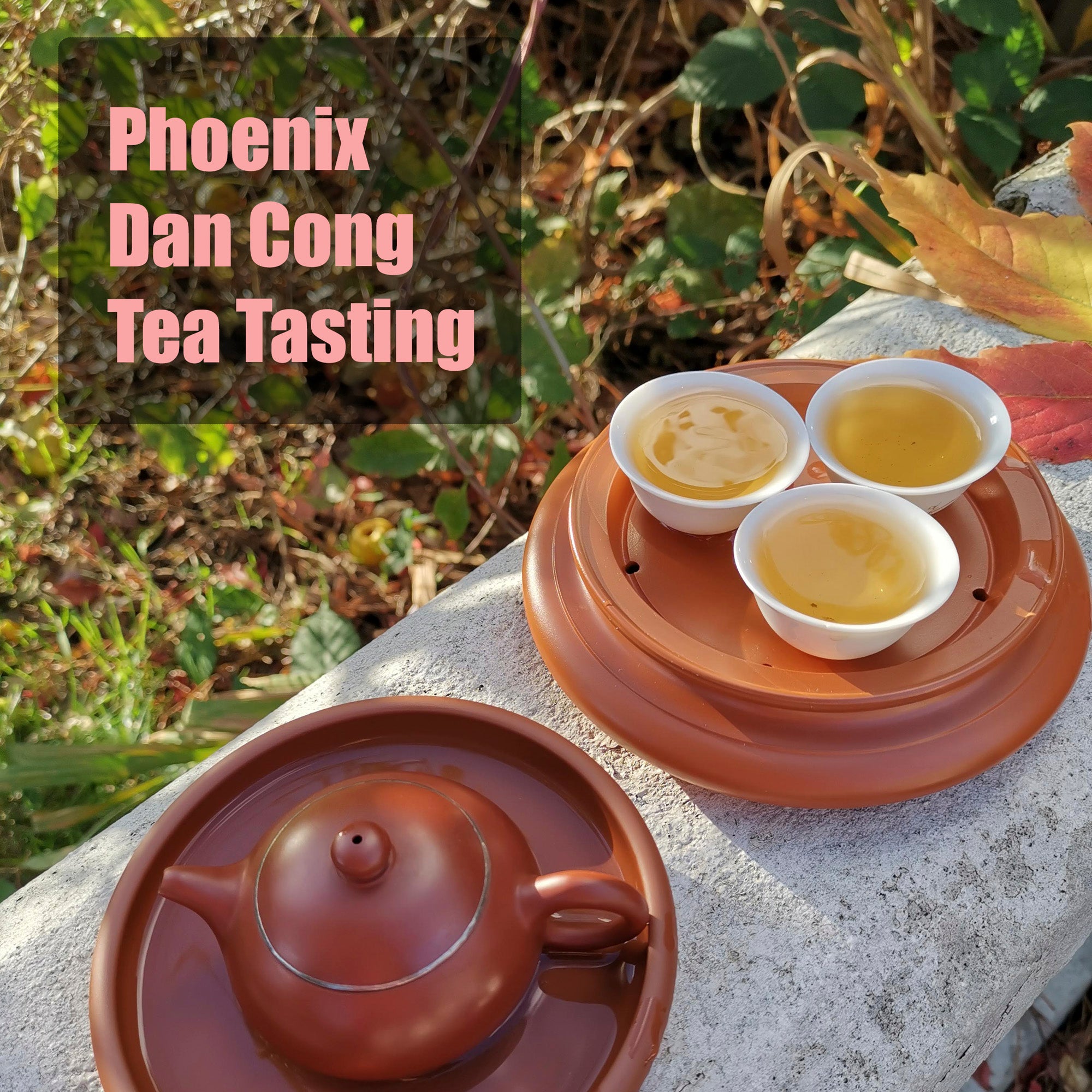 Phoenix Dan Cong Tea Tasting - Friday 17th FEB at 3:30pm