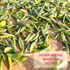 SILVER NEEDLE WHITE Tea Tasting - Friday 28TH April at 15:30 - 17:30