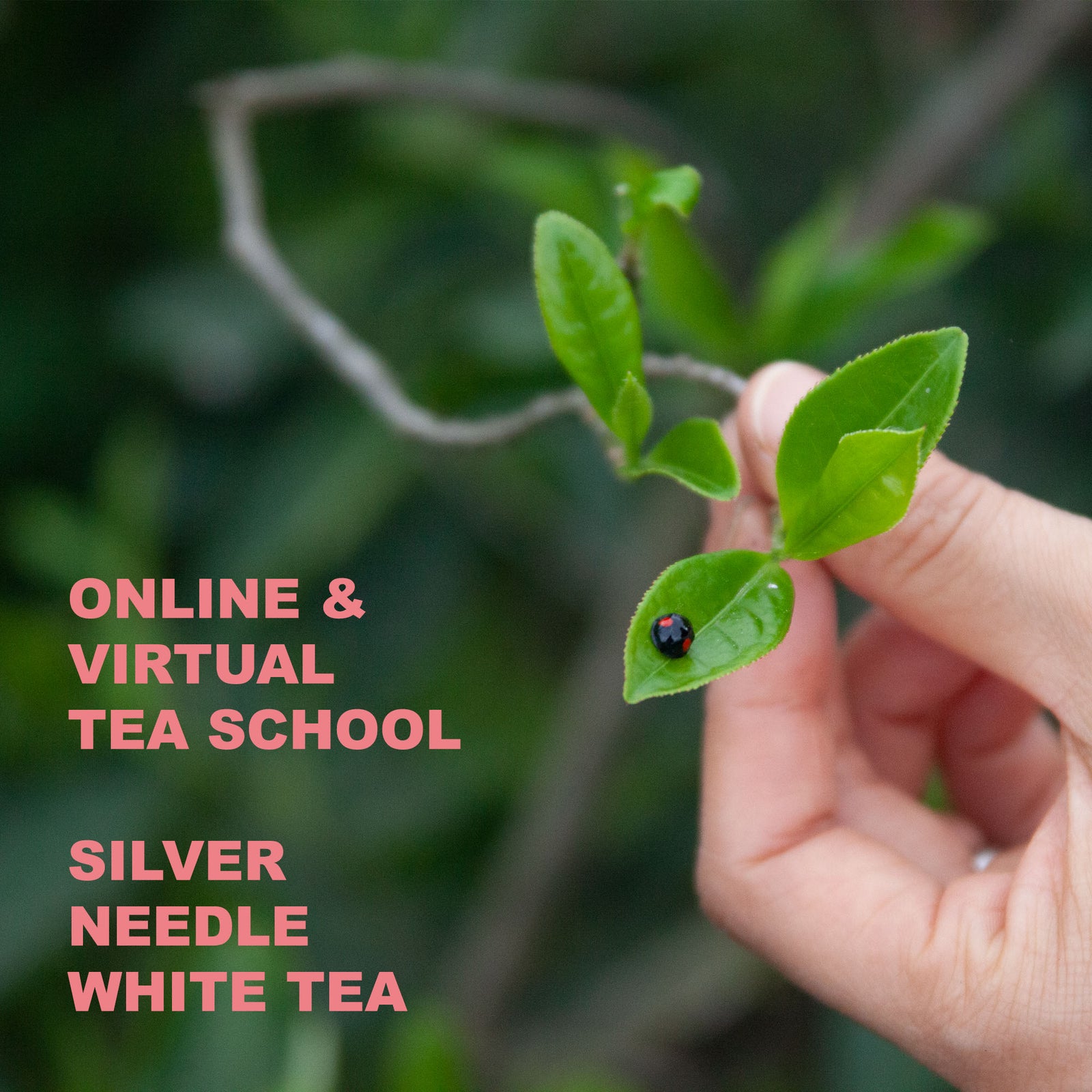 SILVER NEEDLE WHITE TEA - 28th April 2021