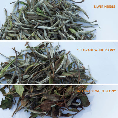 Old-Growth-Wild White Teas - silver Needle