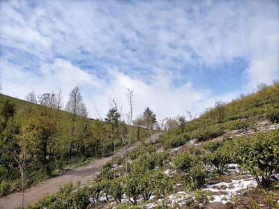 Mo Gan Mountain Green Tea - Snow Bud (2023 Spring )